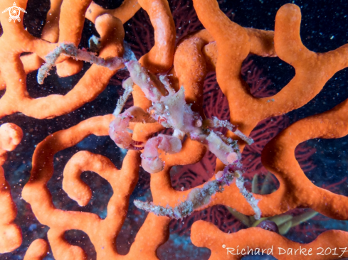 A Achaeopsis spinulosa  | Hotlips Spider Crab