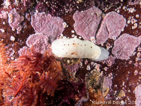 A Small Dot Dorid