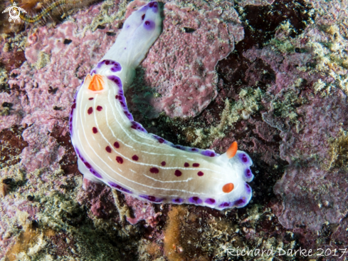 A Hypselodoris capensis | Cape Dorid