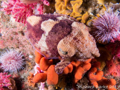 A Cuttlefish