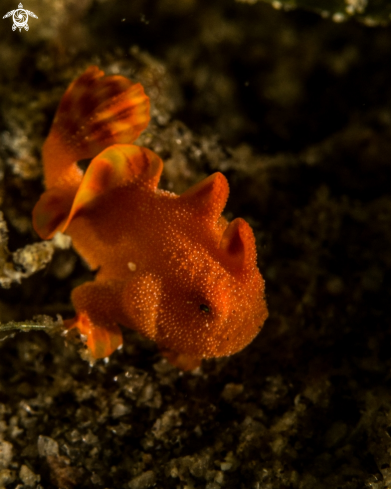 A Painted frogfish 