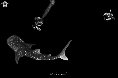 A whale shark