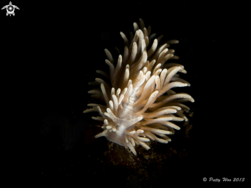 A Aeolid Nudibranch