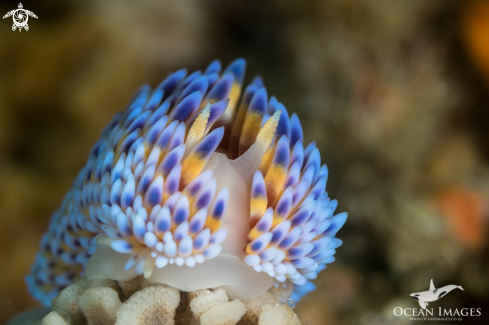 A Gasflame Nudibranch