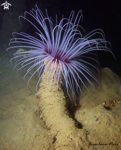 A Cerianthus membranaceus | Cerianto