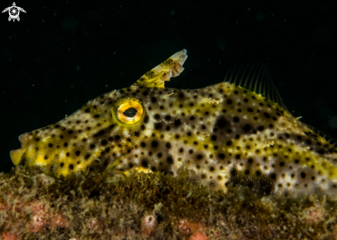 A Monacanthidae | Filefish