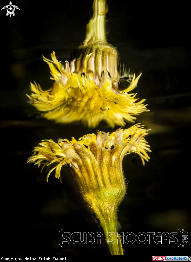 A Sumpfdotterblume (Caltha palustris)