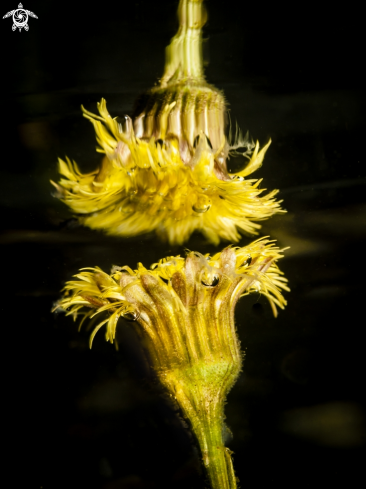 A Sumpfdotterblume (Caltha palustris)