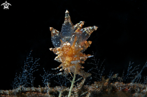 A Nudibranchs