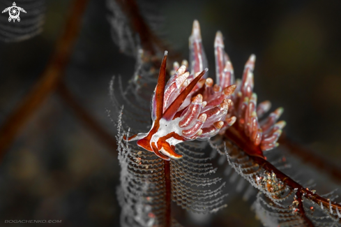 Nudibranchs