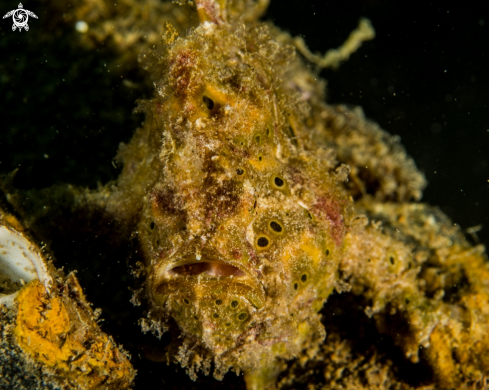 A Antenarius pictus | Painted frogfish