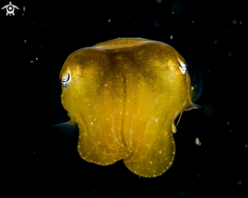 A Sepia latimanus | Cuttlefish