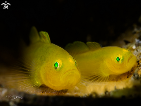 A Lemon Goby 