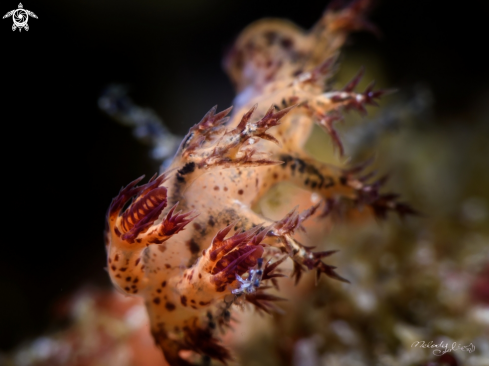 A Nudibranch