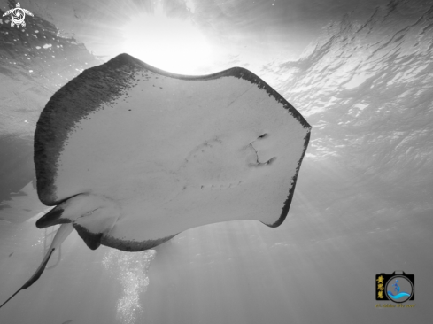 A Southern stingray