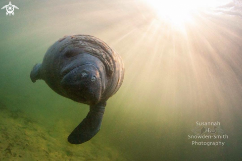 A Manatee