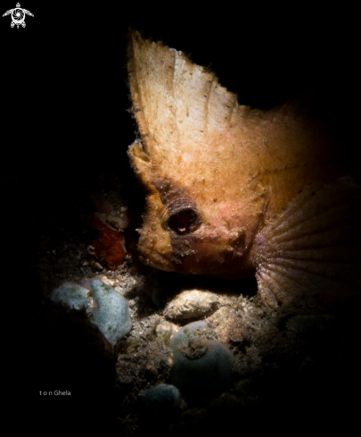 A Leaf Fish