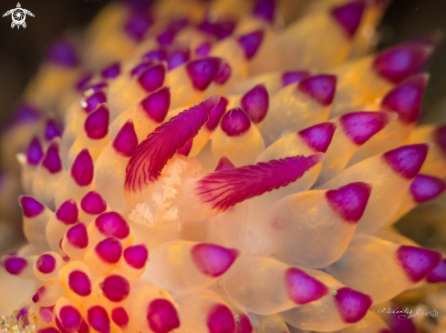 A Nudibranch