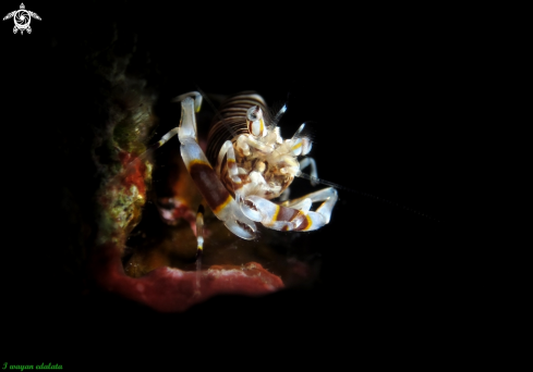 A Mumblebee Shrimp