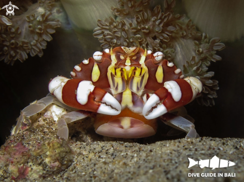 A Lissocarcinus laevis