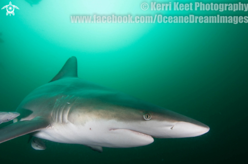 A Blacktip