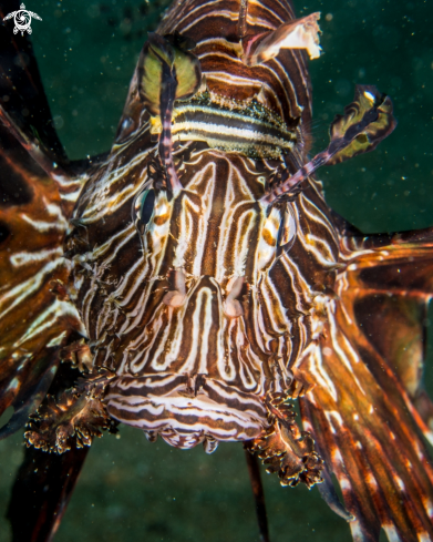 A Lionfish