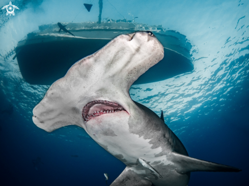 Great Hammerhead