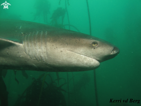 A Cowshark