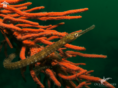 A Longsnout Pipefish