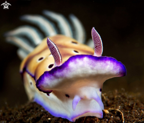 A Hypselodoris tryoni | Nudibranch