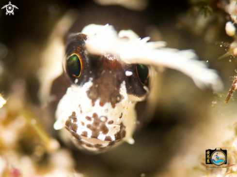 A Long horned blenny