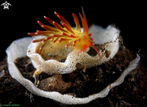 A Flabellina sp | Flabellina sp