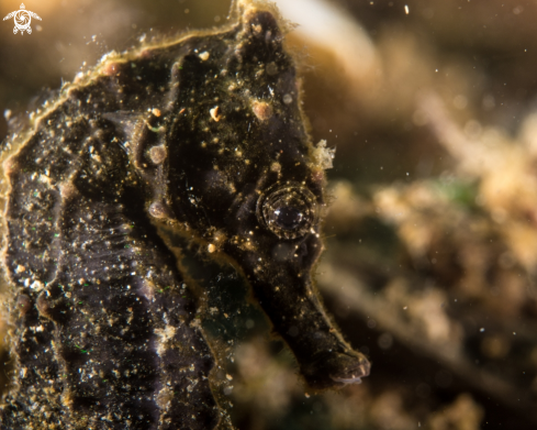 A Hippocampus histrix | Thorny seahorse