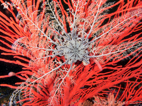 A Astrocladus euryale | Basket Star