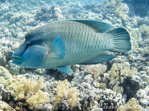 A Cheilinus undulatus | Napoleon wrasse