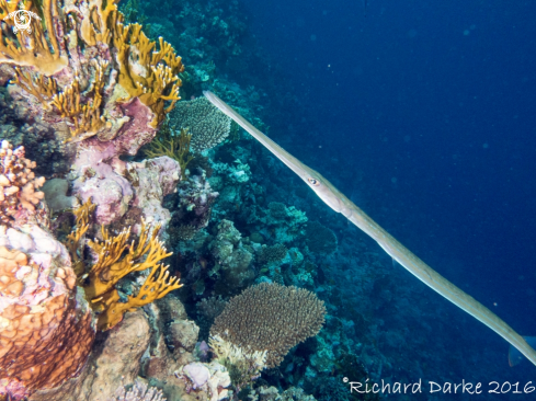 A Trumpetfish