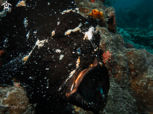 A frog fish 