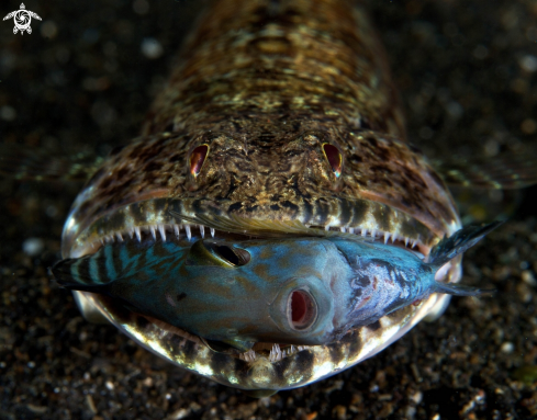 A Lizardfish Eating Juvenile Surgeonfish