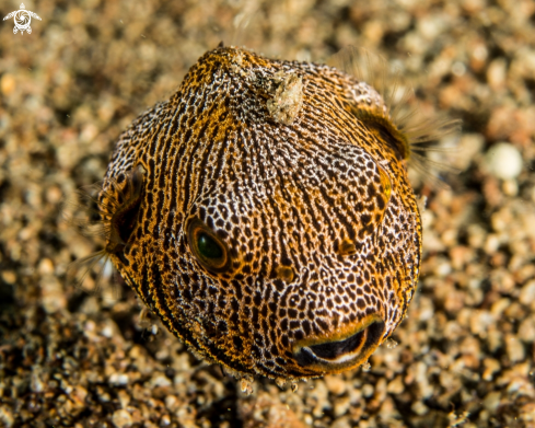 A Aracana | Boxfish