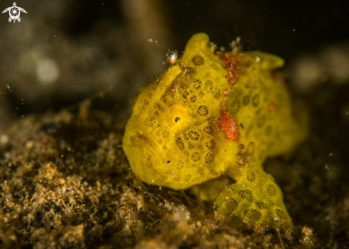 A Antennarius ictus | Painted frogfish