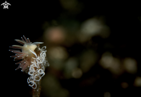 A Nudibranch and Eggs