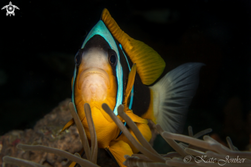 A Clown Anemone Fish