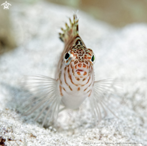 A Cirrhitichthys falco | Hawkfish