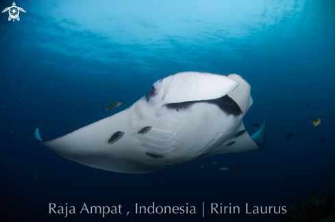 A Giant Oceanic Manta