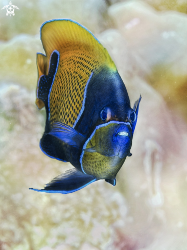 A the Blue-Girdled Angelfish