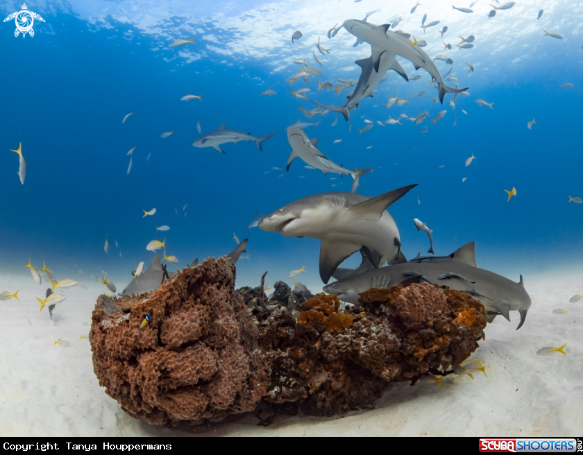 A Lemon Sharks and Caribbean Reef Sharks