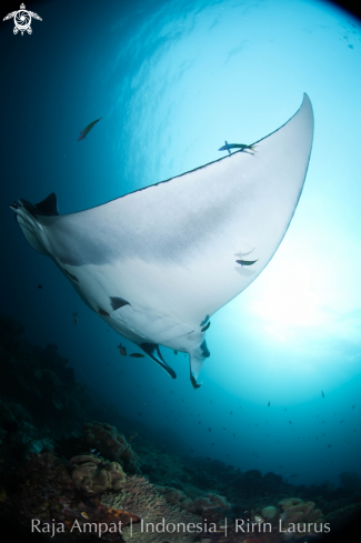 A Manta birostris | Oceanic Manta