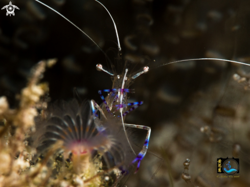 A Ancylomenes pedersoni | Peterson shrimp
