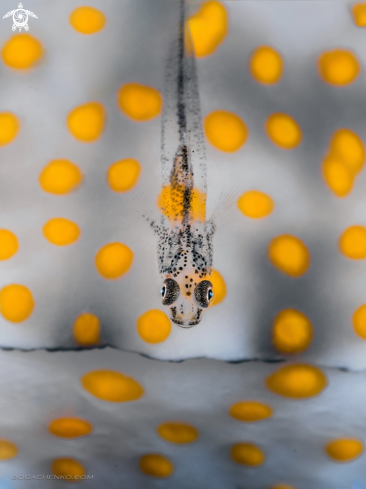 Ghostgoby