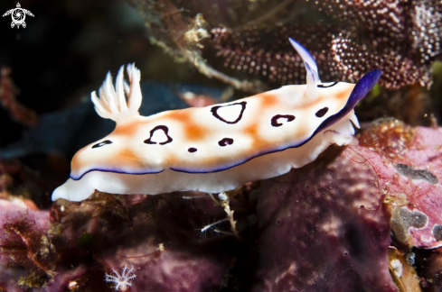 A nudibranch